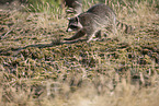 Raccoon and Lynx