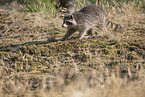 Raccoon and Lynx
