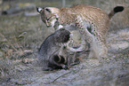 Raccoon and Lynx