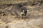 Raccoon