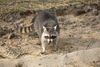 Raccoon