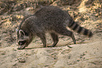 Raccoon
