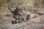 Raccoon