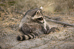 Raccoon