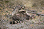Raccoon