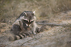 Raccoon