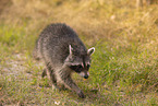 Raccoon