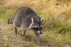 Raccoon