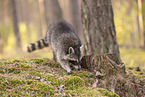 Raccoon