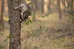 Raccoon