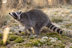 Raccoon