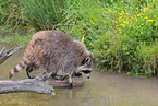 northern raccoon