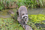northern raccoon