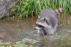 northern raccoon