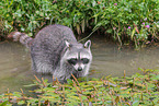 northern raccoon