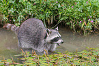 northern raccoon