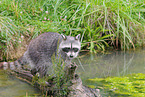 northern raccoon