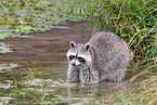 northern raccoon