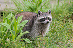 northern raccoon