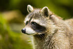 northern raccoon