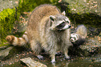 northern raccoon