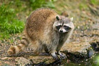 northern raccoon