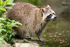 northern raccoon