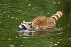 northern raccoon