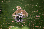northern raccoon
