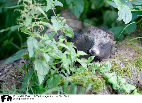 junger Marderhund / young raccoon dog / MAZ-03504
