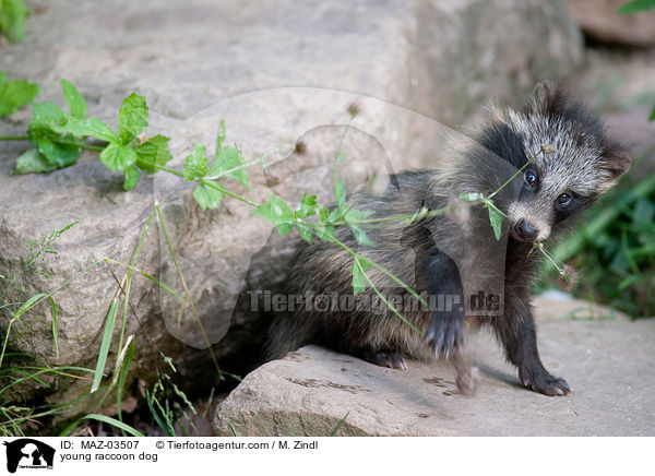 junger Marderhund / young raccoon dog / MAZ-03507