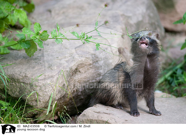 junger Marderhund / young raccoon dog / MAZ-03508