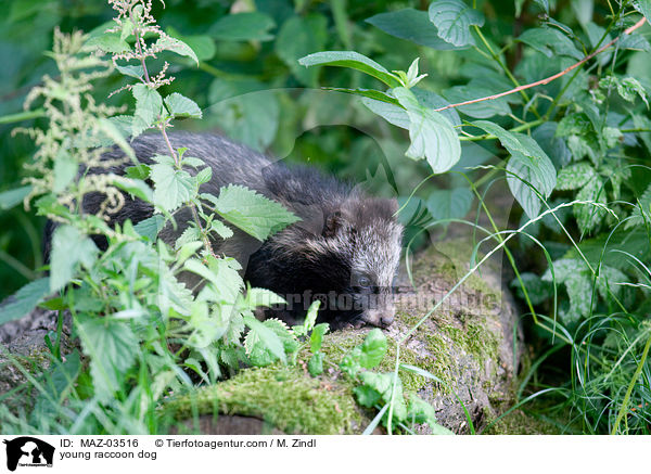 young raccoon dog / MAZ-03516