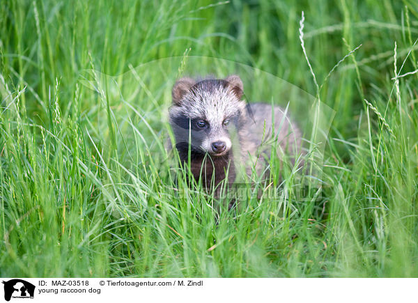 young raccoon dog / MAZ-03518