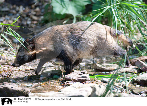 raccoon dog / MAZ-03524