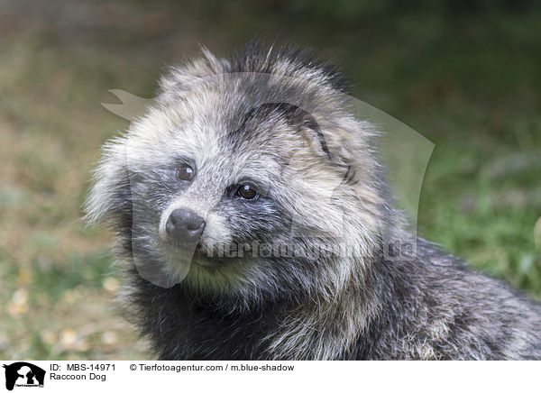 Raccoon Dog / MBS-14971