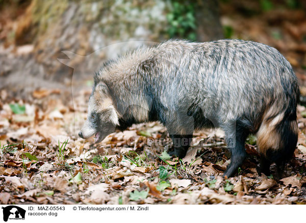 Marderhund / raccoon dog / MAZ-05543