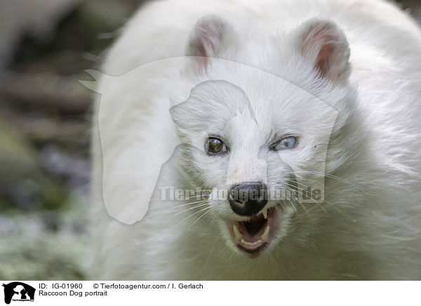 Raccoon Dog portrait / IG-01960