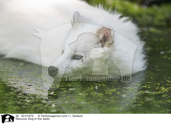 Raccoon Dog in the water / IG-01972