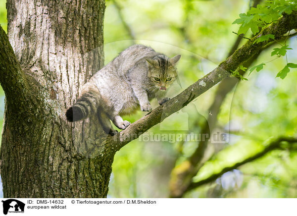 Europische Wildkatze / european wildcat / DMS-14632