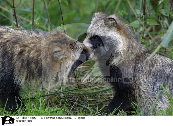 Marderhund / raccoon dog / THA-11507