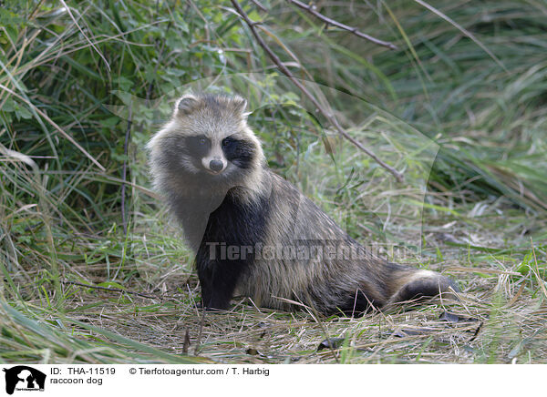raccoon dog / THA-11519