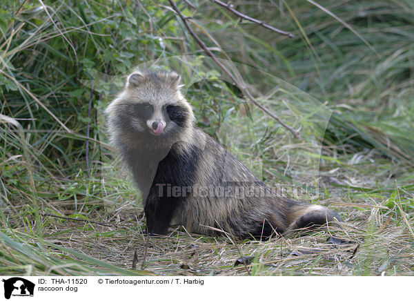 Marderhund / raccoon dog / THA-11520