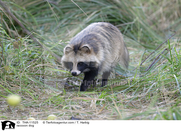 Marderhund / raccoon dog / THA-11525