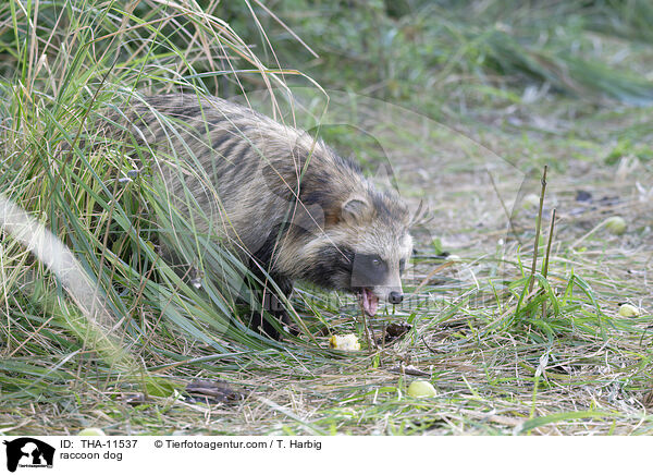 Marderhund / raccoon dog / THA-11537