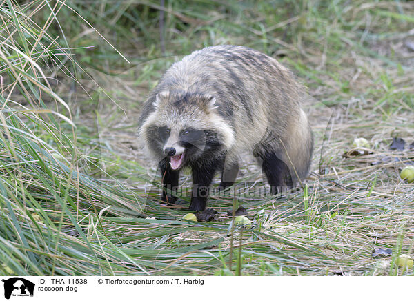 Marderhund / raccoon dog / THA-11538