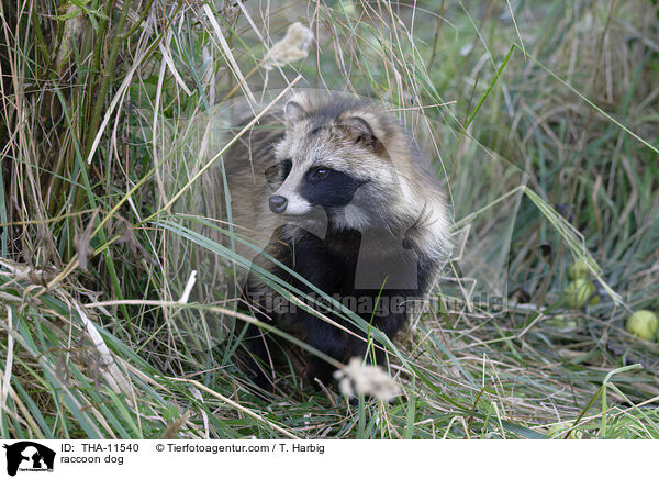 Marderhund / raccoon dog / THA-11540