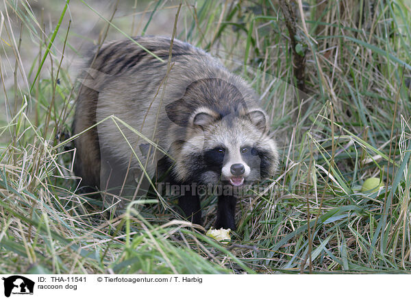 Marderhund / raccoon dog / THA-11541