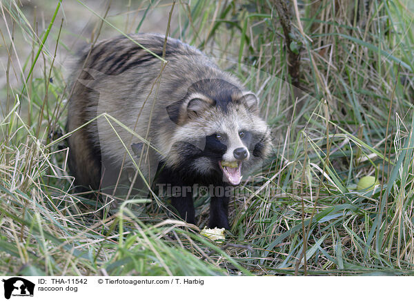 Marderhund / raccoon dog / THA-11542