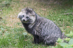 Raccoon Dog